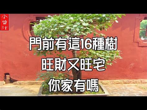 龍眼樹 風水|【龍眼樹風水】龍眼樹風水，開運招財家興富三世！